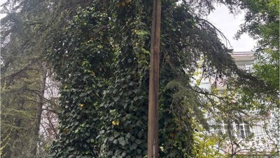 🌿 Balıkesir'de Sarmaşıklarla Bezenmiş Ağaçlar