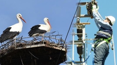 UEDAŞ Yeni Yatırımla Leyleklere Yuva Yapıyor!
