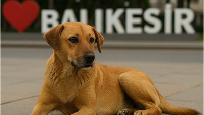 Sokak Hayvanları Düzenlemesi Yürürlükte