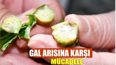 Bandırma’da Kestane Gal Arısı'na Karşı Biyolojik Mücadele Sürüyor