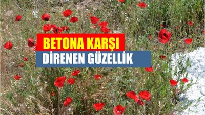 Balıkesir’de Kaldırımları Gelincikler Bastı