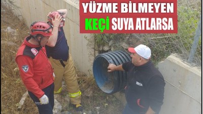 Susurluk'ta Kanala Düşen Keçi İtfaiye Tarafından Kurtarıldı