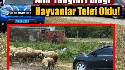 Balıkesir'de Ahır Yangını: 35 Küçükbaş Hayvan Telef Oldu!