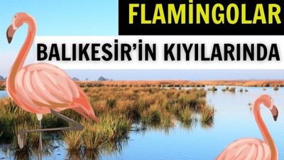 Balıkesir'de Flamingolar Nerede İzlenir?