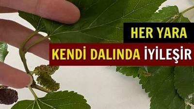 Yarasına Merhem Kendi Dalında
