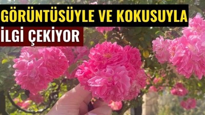 Balıkesir’de Her Köşe Çiçek! Baharın Renkleri Sokaklara Yansıdı