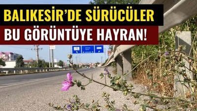 Balıkesir Otoyolu Kenarında Renkli Mucize!