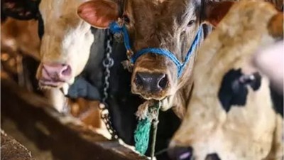 Kurban Bayramı Tatili 9 Gün Olacak mı?