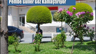 Karesi Kaymakamlığı Bahçesindeki Pembe Güller Göz Kamaştırıyor