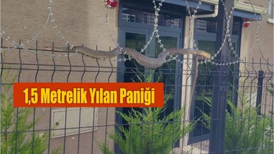 Bursa’da Sitenin Bahçesinde 1,5 Metrelik Yılan Paniği