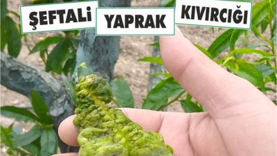 Yaprak Kıvırcıksa Dikkat! Hastalıklı Bitki mi?