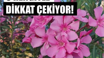 Altınoluk'ta Zakkumlar Göz Kamaştırıyor