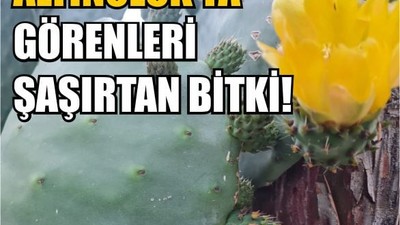 Altınoluk’ta Dev Kaktüsler Çiçek Açtı