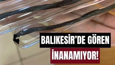 Balıkesir'de Çubuk Vanilyalara İlgi Arttı