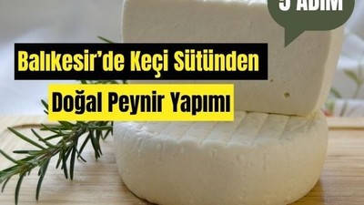 Balıkesir'de Keçi Sütünden Peynir Yapımı