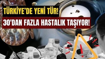 Türkiye'de Yeni Kene Türü Tespit Edildi