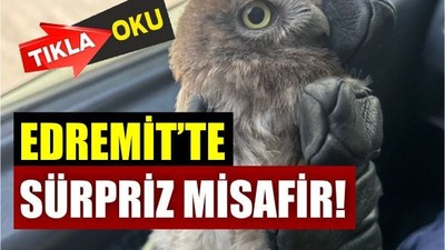 Edremit'te Apartman Sakinlerini Şaşkına Çeviren Misafir