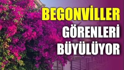 Güzelliğiyle Büyüleyen Begonvil, Şifa Kaynağı