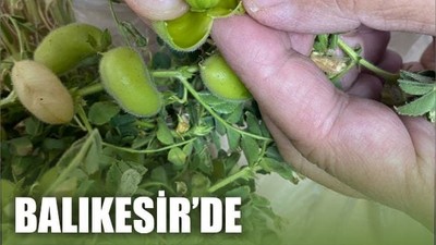 Balıkesir'de Demet Demet Taze Nohut Satılıyor