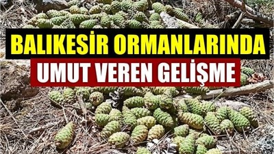 Balıkesir Ormanlarında Umut Veren Gelişme