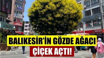 Balıkesir'in Tarihi Ağacı Yine Gözde