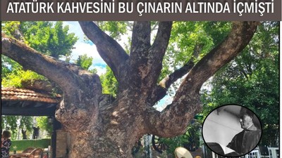 Edremit’te 450 Yıllık Doğal Miras: Atatürk Çınarı