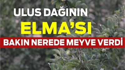Ulus Dağı’nın Elması Göçmen Konutlarda Meyve Verdi
