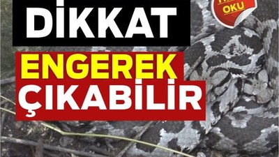 Balıkesir'de Engerek Alarmı