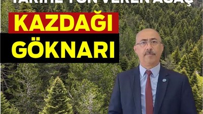 Tarihe yön veren ağaç: Kazdağı Göknarı