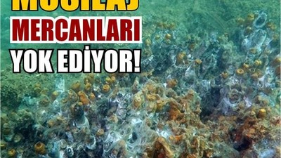 Marmara'daki Mercanlar Tehlike Altında