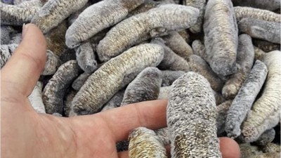 Deniz Hıyarı Erdek’te Görevde Ama Tehlikede!