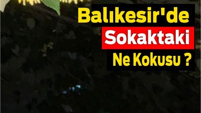 Balıkesir'de Sokaklarda Yoğun Ihlamur Kokusu