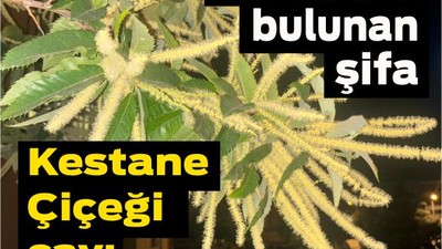 Balıkesir’de Kestane Çiçeği Çayı Trendi Yükseliyor