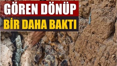 Duvar Zannettik, Canlı Çıktı! Balıkesir’de Geko Heyecanı