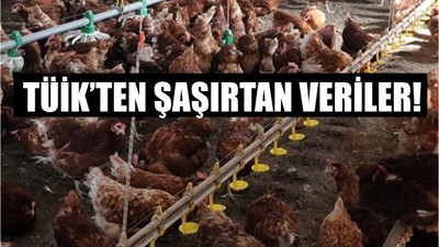 Tavuk Eti Üretiminde Artış, Yumurta Üretiminde Düşüş Sürüyor