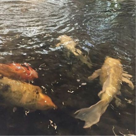 Kendinizi Suya Bırakın