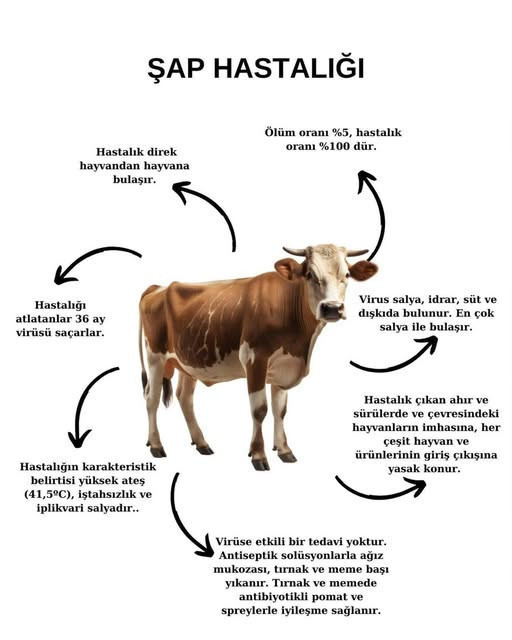 Balıkesir ve Aydında Şap Hastalığı Mücadelesi