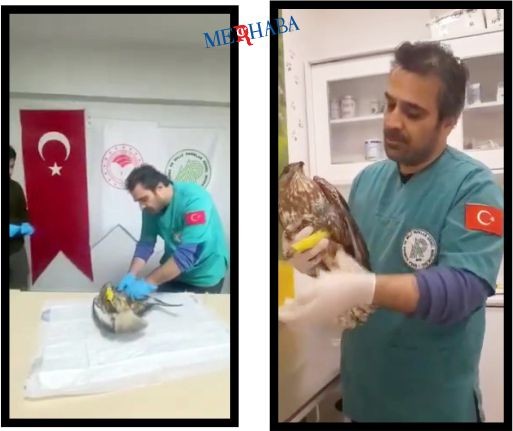 Tedavi edilen Kızıl Şahin