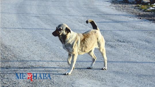 Köpekleri Tüfekle Korkuttu 