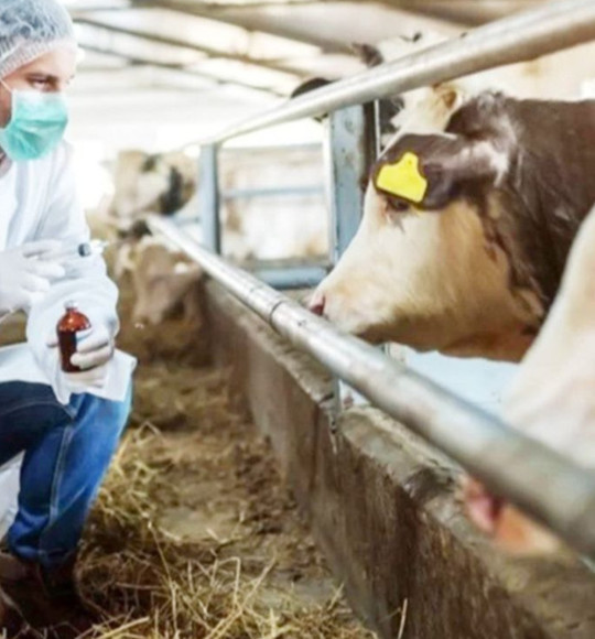 Şap Hastalığı Nedir? Hayvancılığın Görünmeyen Tehdidi