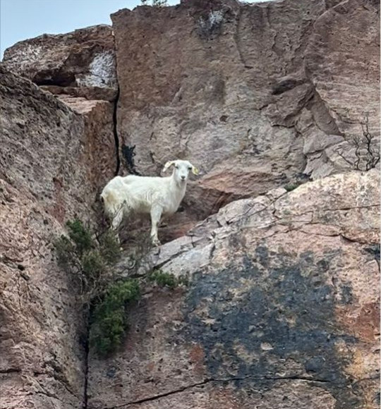 Badavut’ta Mahsur Kalan Keçi Kurtarıldı