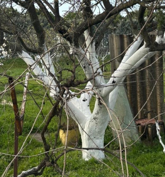 Balıkesir’de Ağaçlara Neden Kireç Sürülüyor?