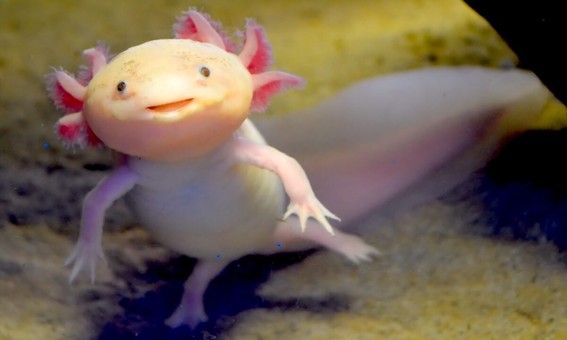 Aksolotl