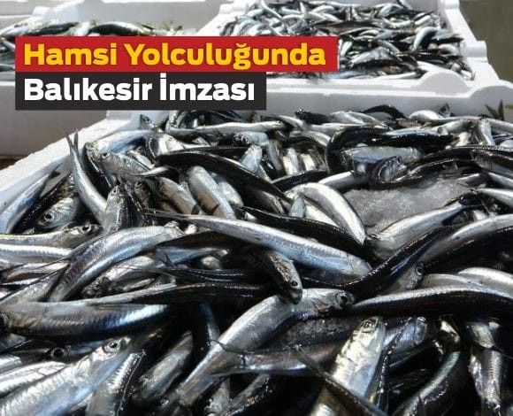 Balıkesir’in Hamsisi 20 Ülkeye Uçtu!