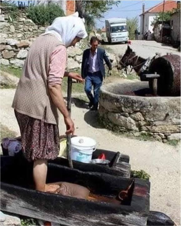 zeytin