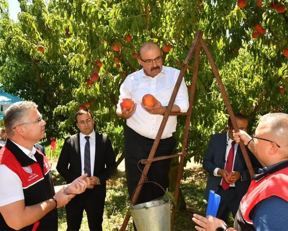 Kepsut’un Şeftali Güzelini Arayacak