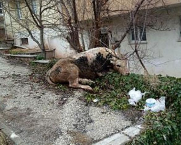 Kaçan danayla kovalamaca başka mahallede son buldu
