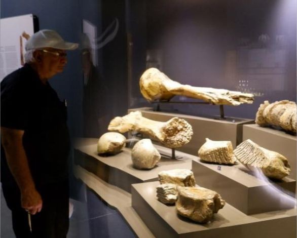 Dev mamut iskeleti görenleri hayrete düşürüyor