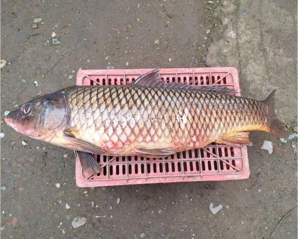 İznik Gölü'nde 25 kiloluk sarı balık yakalandı