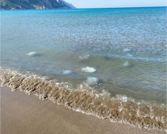 Akdeniz’in Hatay kıyılarında ölü denizanaları kıyıya vurdu